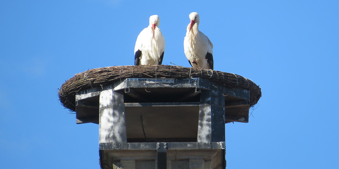 Foto van ooievaren op het stadshuis